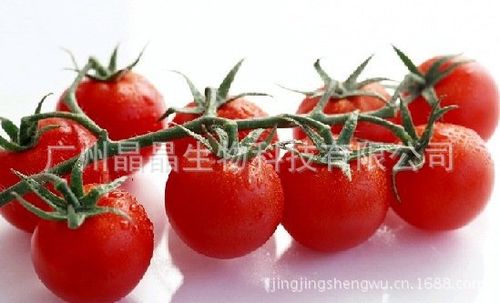 番茄红素,广州晶晶生物厂家直销,质优价廉,免费索样