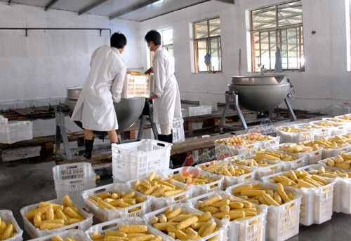 水果玉米加工生产线在代县正式建成投产