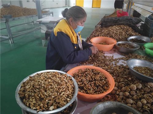 3月20日,乌什县帅骆驼果品核桃加工厂的员工正在分拣核桃仁.