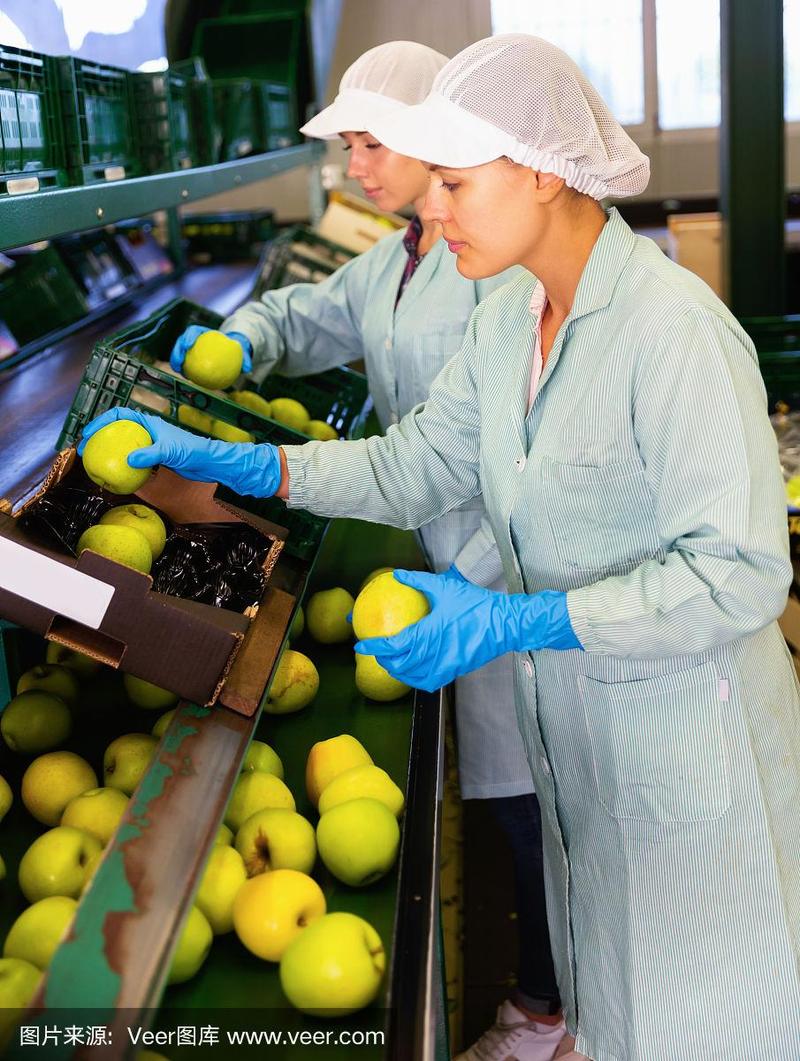 专注于在仓库水果分拣线上工作的女性,检查苹果的质量